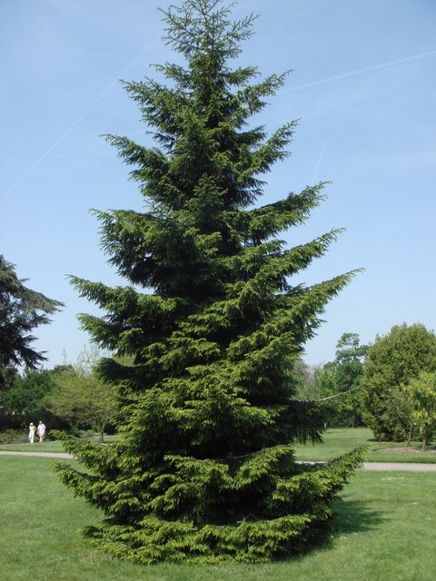 Picea orientalis silhouette